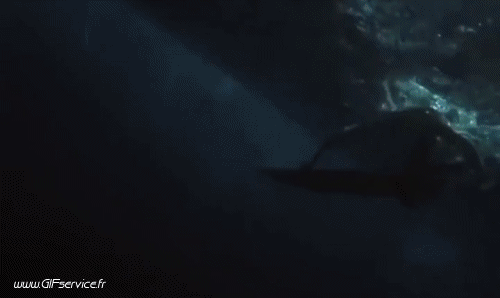 Fun - Win Surf Sportivo Umorismo -  Fun 