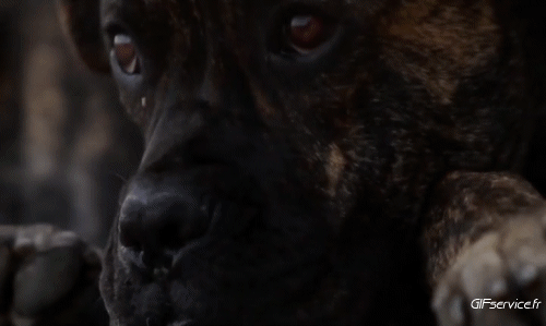 03 Hunde Tiere Humor -  Fun 