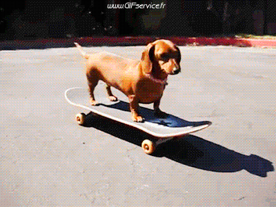 02 Perros Animales Humor - Fun 