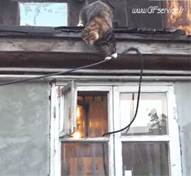 03 Katze Tiere Humor -  Fun 