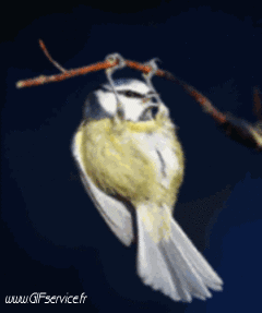 Various Birds Animals Humor -  Fun 