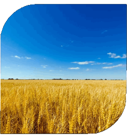 Quadrato Ucraina Europa Bandiere 