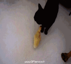 Various Birds Animals Humor -  Fun 