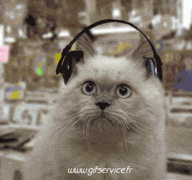 03 Gatos Animales Humor - Fun 