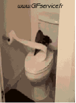 02 Gatos Animales Humor - Fun 