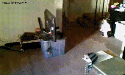 01 Dogs Animals Humor -  Fun 