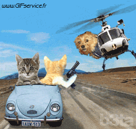 Serie 03 Chats Animaux Humour - Fun 