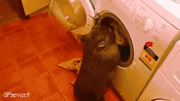 01 Wombat Animali Umorismo -  Fun 