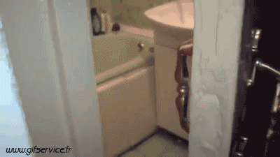 03 Gatti Animali Umorismo -  Fun 