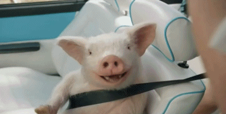 Serie 01 Cochons Sangliers Animaux Humour - Fun 