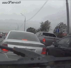 02 Dogs Animals Humor -  Fun 