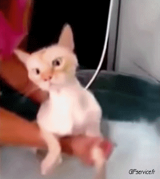 Serie 06 Chats Animaux Humour - Fun 