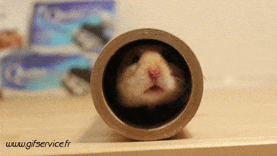 01 Hamster Animals Humor -  Fun 