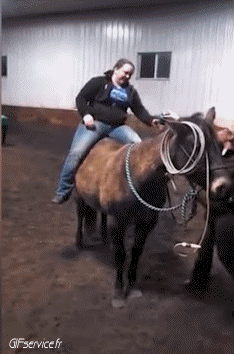 01 Caballos Animales Humor - Fun 