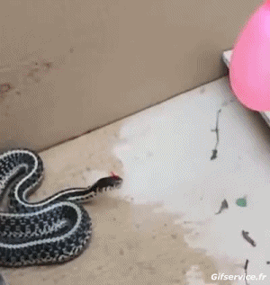 01 Serpenti Animali Umorismo -  Fun 