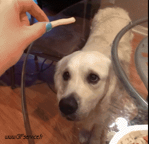 02 Perros Animales Humor - Fun 