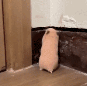 01 Hamster Tiere Humor -  Fun 