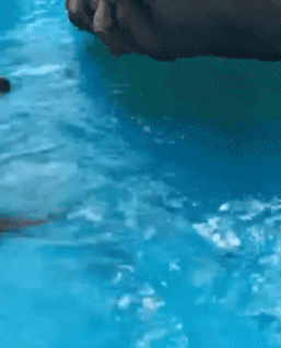 01 Focas lobo marino Animales Humor - Fun 