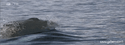 01 Killer whales Animals Humor -  Fun 