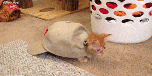 05 Katze Tiere Humor -  Fun 