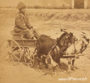 Stéreoscopique Wiggle 3D Effets Humour - Fun 