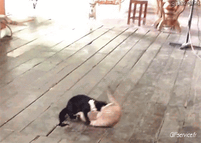 04 Cats Animals Humor -  Fun 