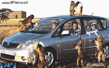 01 Monkeys Animals Humor -  Fun 