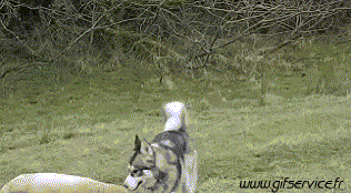 01 Sheep Animals Humor -  Fun 