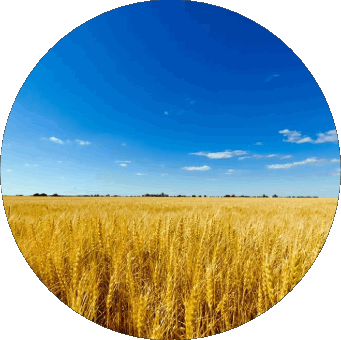 Rond Ukraine Europe Drapeaux 