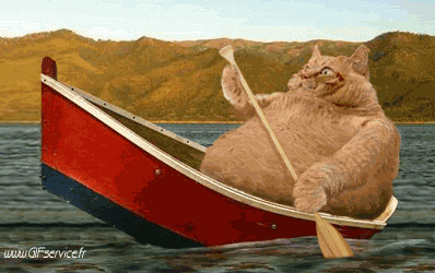 02 Gatti Animali Umorismo -  Fun 