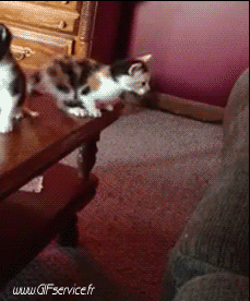 03 Cats Animals Humor -  Fun 