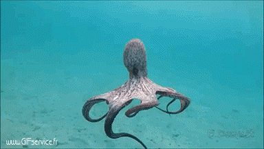 01 Polpo Animali Umorismo -  Fun 