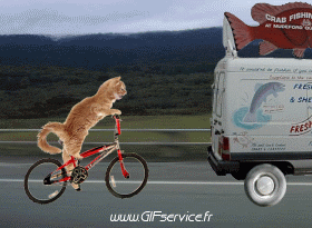 02 Cats Animals Humor -  Fun 