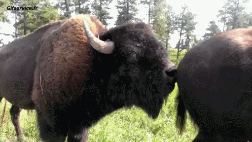 Serie 01 Bisons Animaux Humour - Fun 