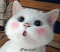 Serie 04 Chats Animaux Humour - Fun 