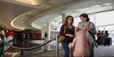 01 Maiali - Cinghiali Animali Umorismo -  Fun 