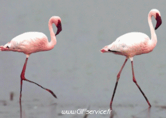 Gallos - Gallinas Pájaros Animales Humor - Fun 