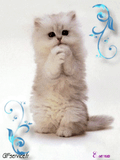 04 Katze Tiere Humor -  Fun 