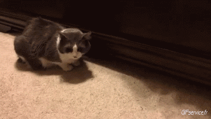 Serie 05 Chats Animaux Humour - Fun 