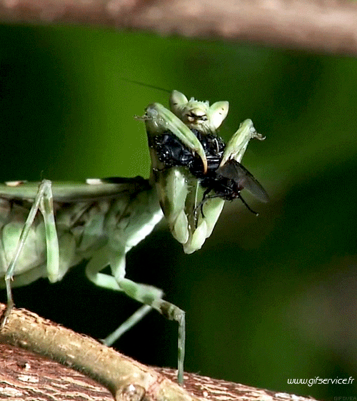 Serie 01 Insectes Animaux Humour - Fun 