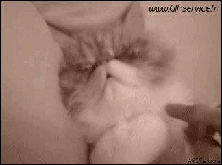 02 Katze Tiere Humor -  Fun 