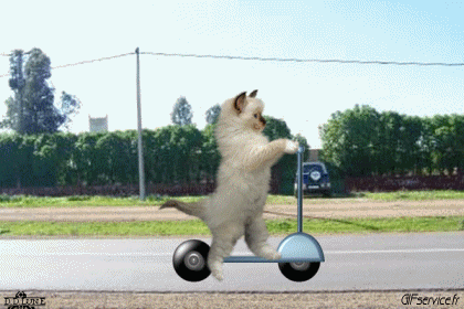 05 Katze Tiere Humor -  Fun 