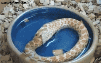 Serie 01 Serpents Animaux Humour - Fun 