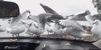 Mouettes Oiseaux Animaux Humour - Fun 