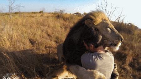 01 Lions Animals Humor -  Fun 