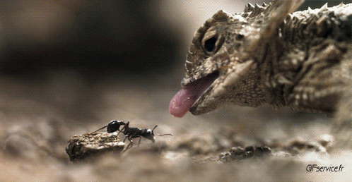 01 Caméléon Animaux Humour - Fun 