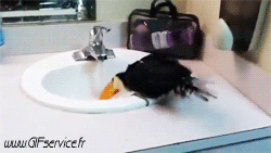 Verschieden Geflügel Tiere Humor -  Fun 