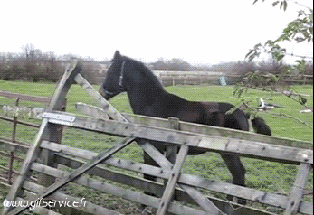 01 Pferde Tiere Humor -  Fun 