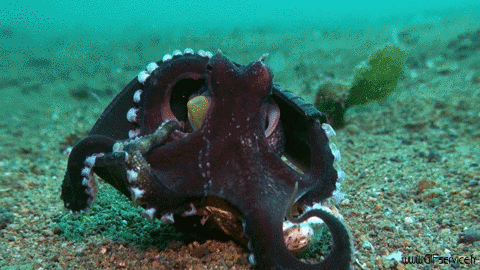 01 Octopus Animals Humor -  Fun 