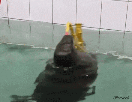 01 Focas lobo marino Animales Humor - Fun 